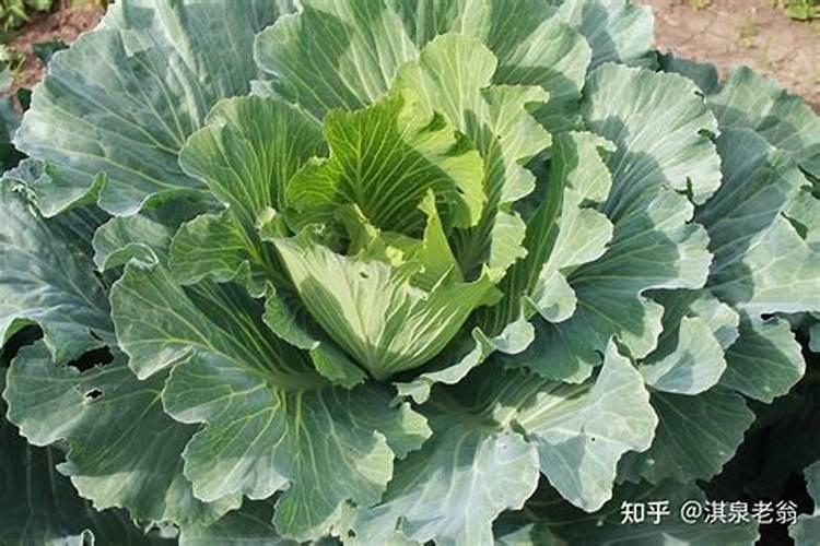 种白菜如何施肥