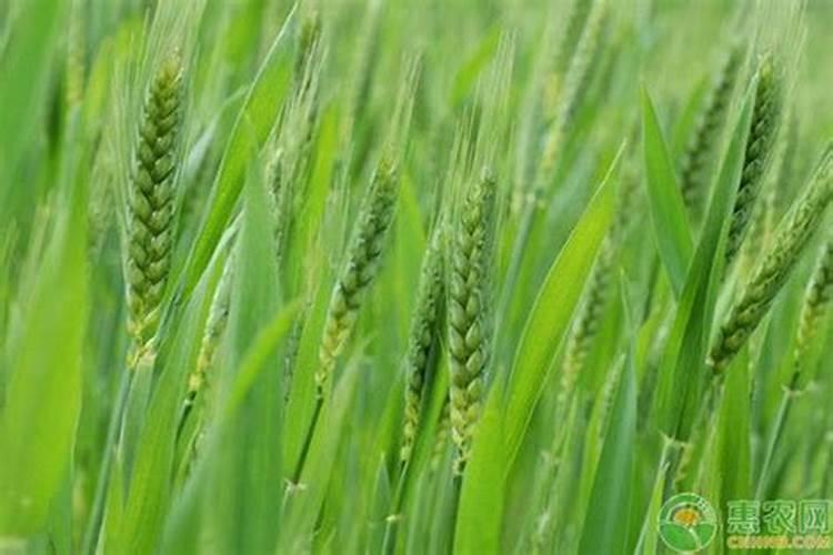 含腐植酸水溶叶面肥小麦贪青晚熟吗