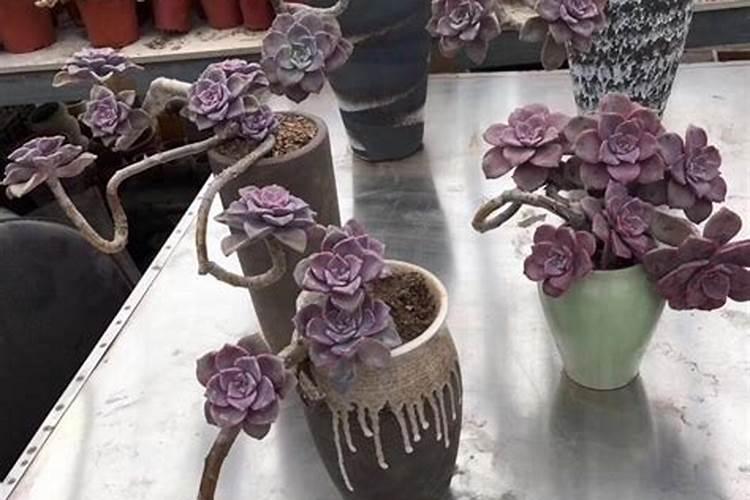 紫乐多肉怎么出侧芽 紫乐养殖方法