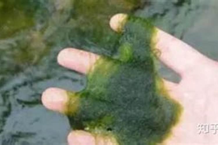 青苔最怕什么肥料？