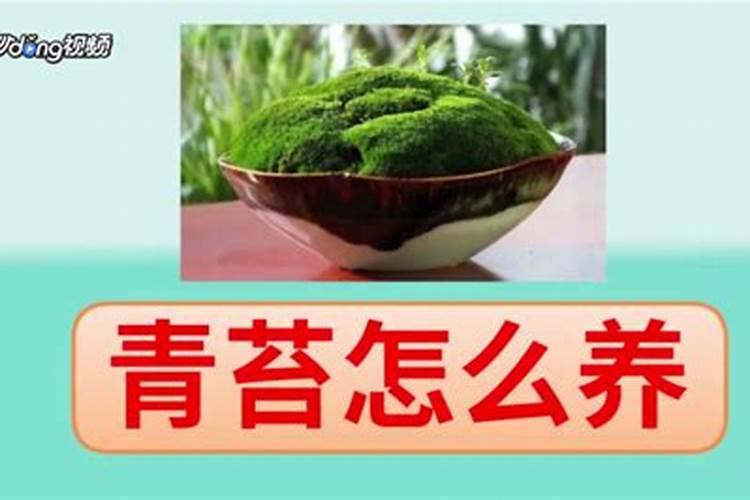 如何施肥除青苔