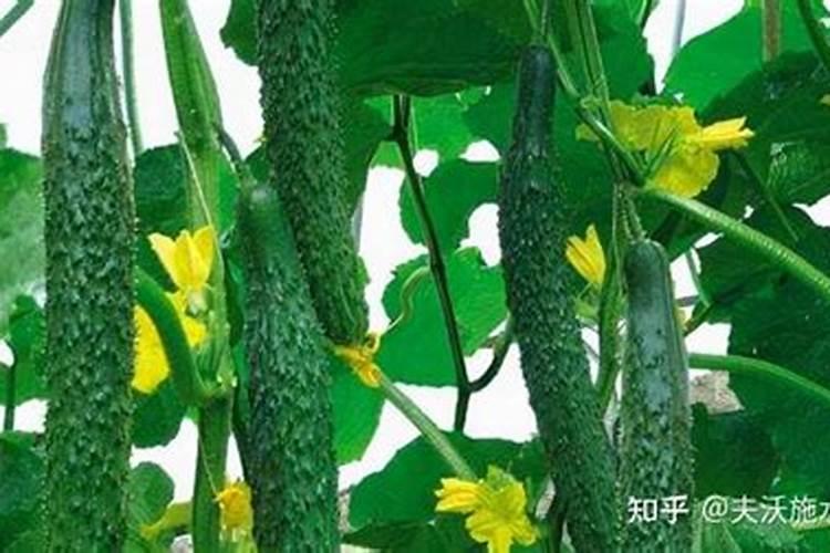 黄瓜几天冲施一次肥？用什么黄瓜水溶肥好