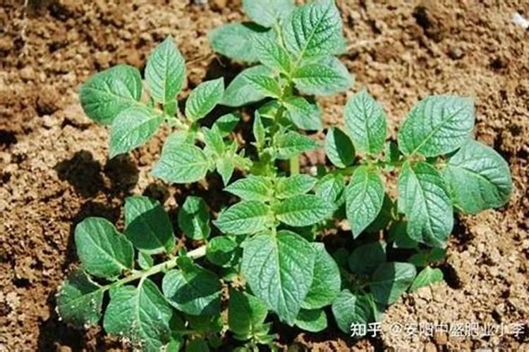 菜苗不长施什么肥料