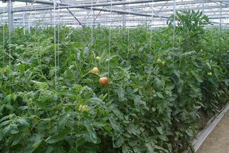 西红柿追肥用什么肥料