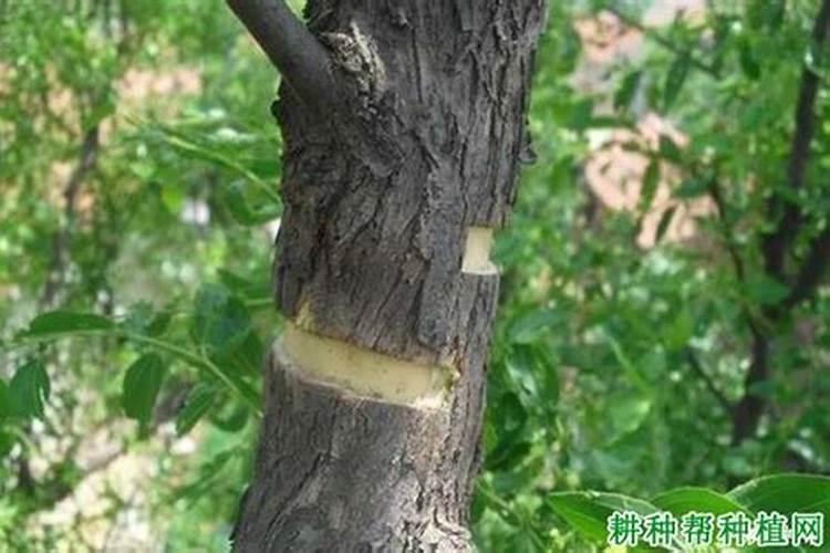 冬枣树什么时候环割