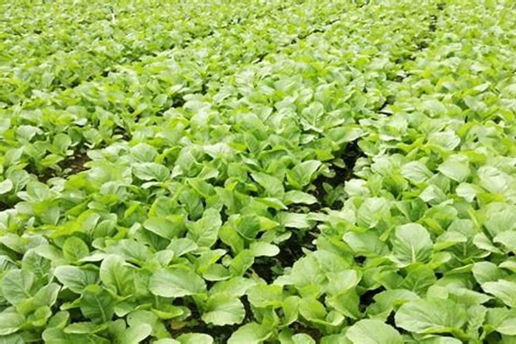 有机肥企业是否属于化工类企业