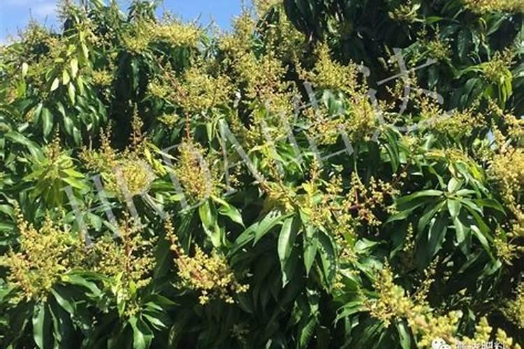 芒果花初期打氨基酸水容叶面肥还是微量元素好