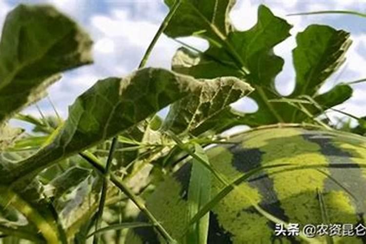 百香果二级蔓什么时候打顶