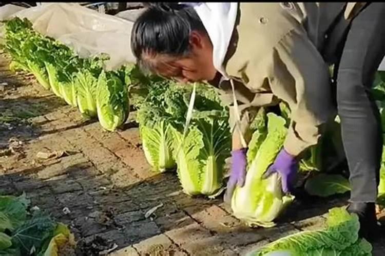 尿素可以浇菜吗