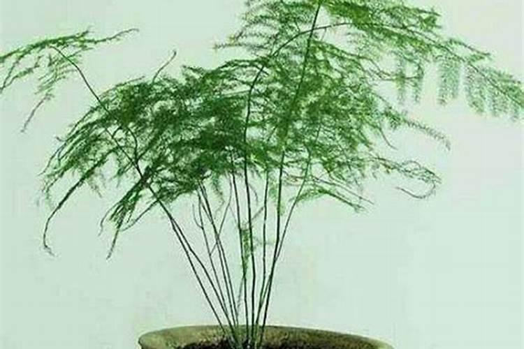 文竹最好施什么肥