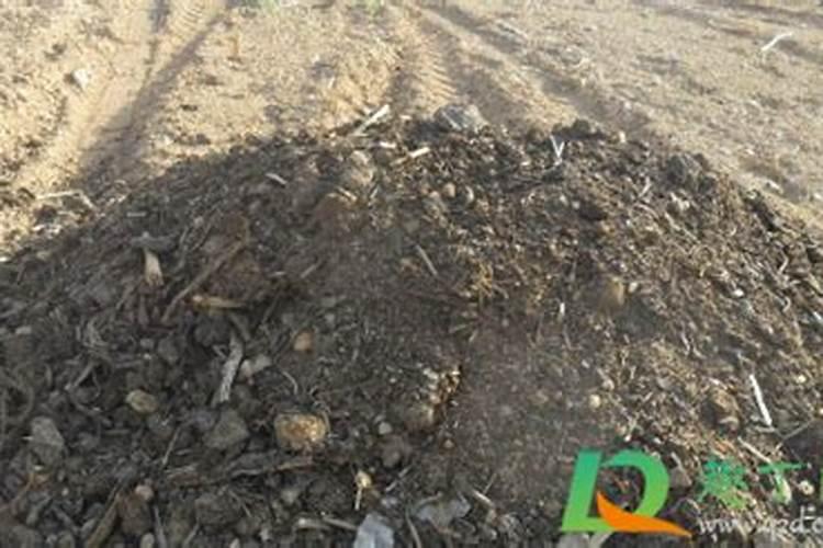 碱地用什么去碱 碱地里面适合种什么