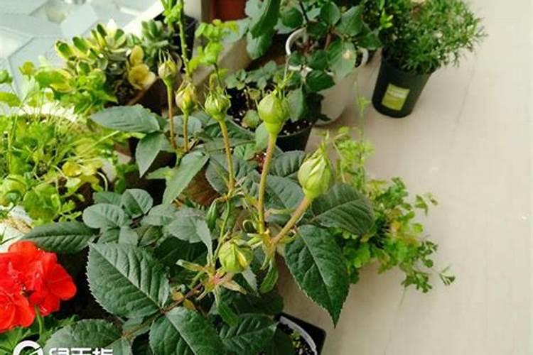 月季移苗需要什么肥料