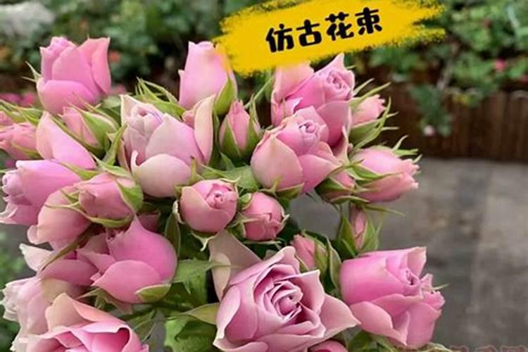 月季移苗需要什么肥料