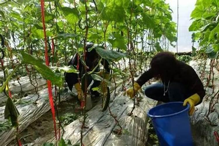 长寿花施肥,喷叶和灌根同进行行不