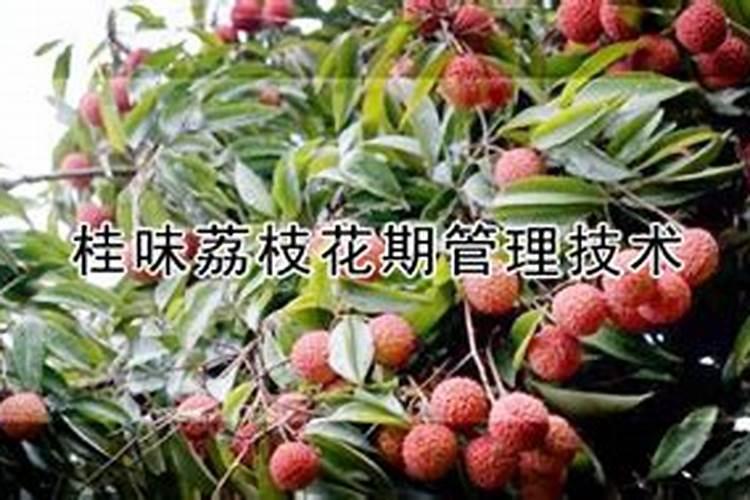 荔枝开花施什么肥