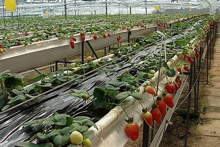草莓要用什么肥料来促进生长