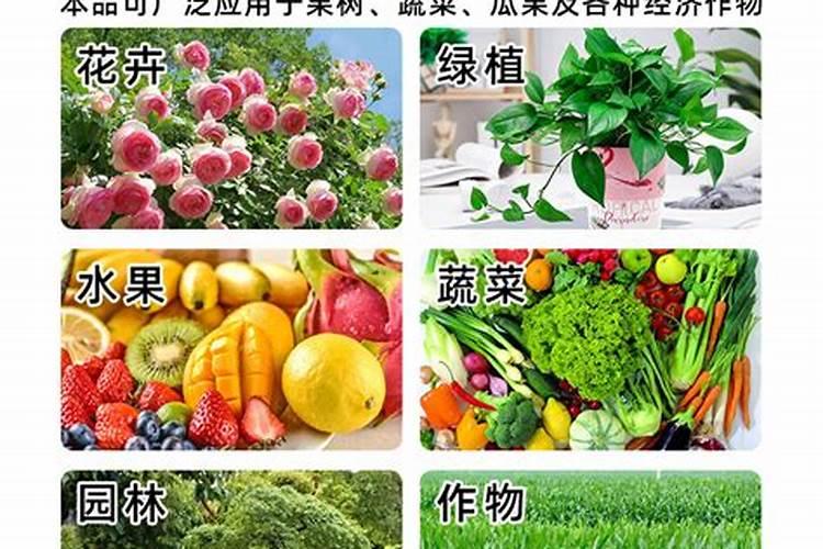 大姜生根壮苗用什么冲施肥？