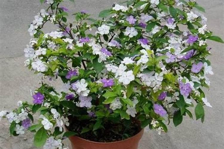 茉莉花一般施什么肥料好