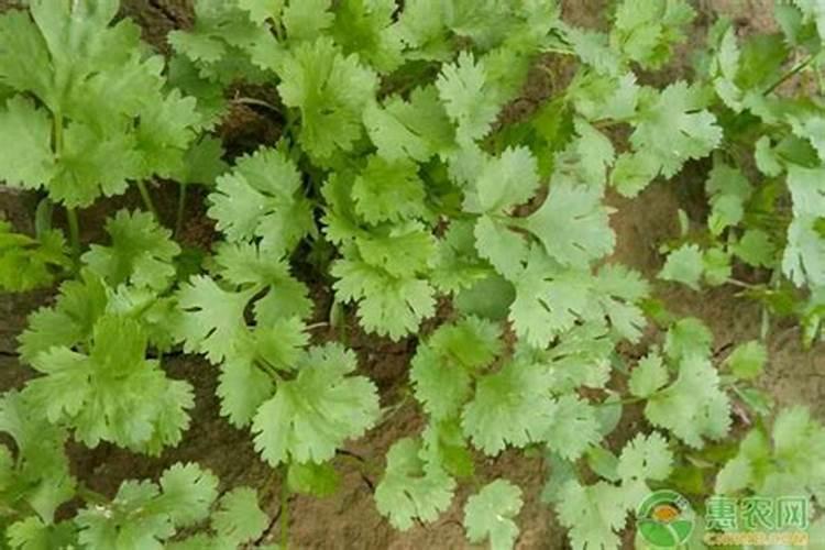 香菜多久施一次肥