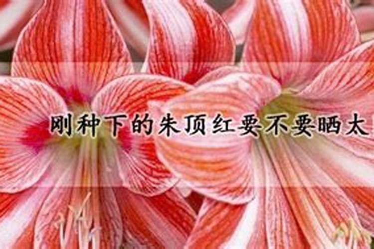 盆栽玫瑰花在花苗期可以施肥吗？