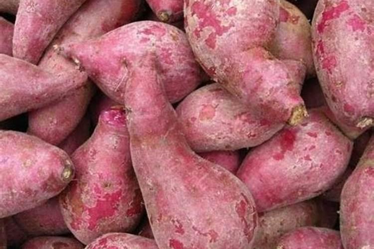 新疆红枣几年进入结果期