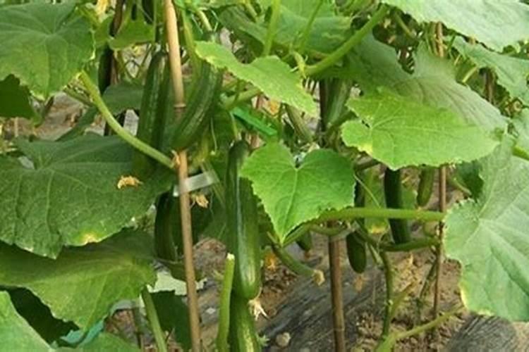 黄瓜缓苗后可以打叶面肥吗