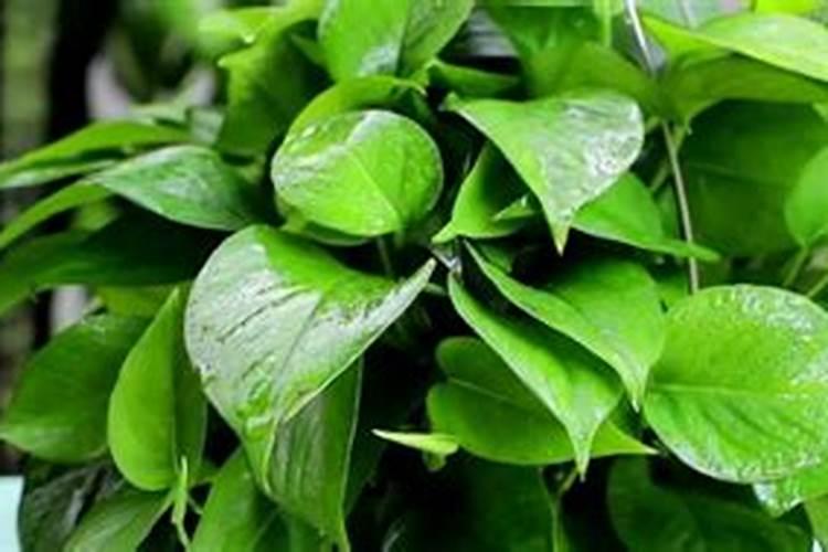 观叶植物施肥真的需要多氮吗？