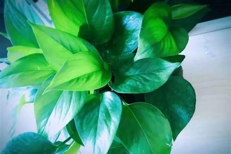 观叶植物施肥要多氮吗