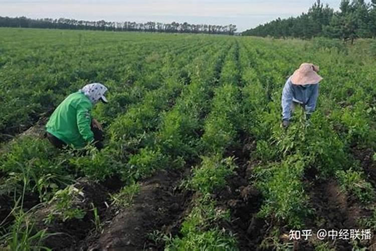 远志种植技术及亩收益