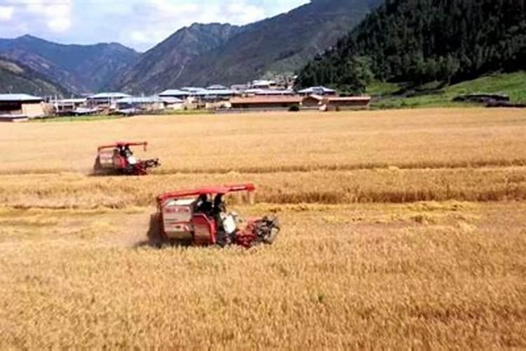 青稞高产栽培技术 青稞应该怎么养殖