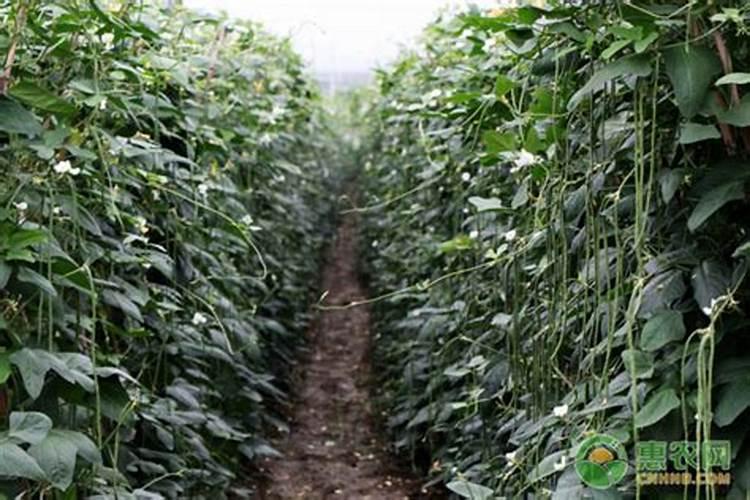 种植的豆角发生了只长蔓不开花结荚现象,这是怎么回事呢？