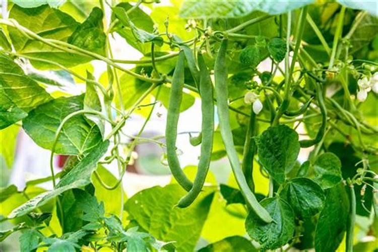 豆角种植怎样才能高产