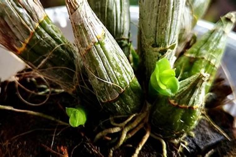 盆栽石斛兰花的叶面肥用那种好