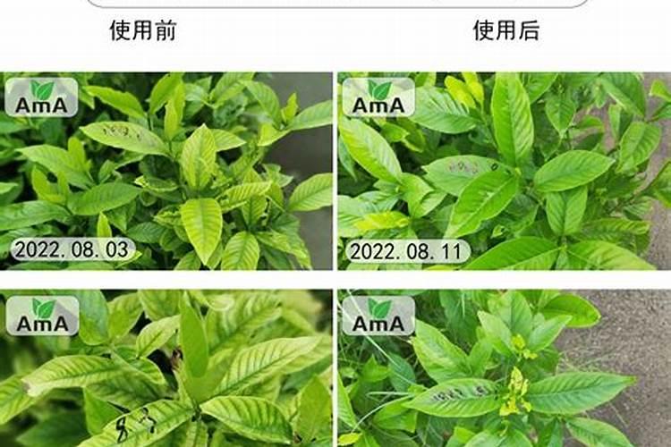 月季有肥害还可以用螯合铁吗