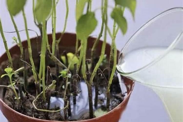 种蔬菜用什么肥料最好呢;种蔬菜主要用什么化肥