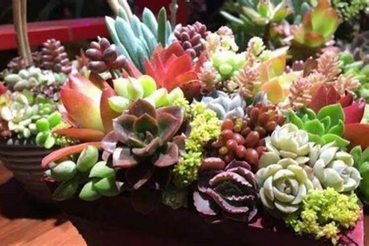 多肉花冬季可以施肥吗