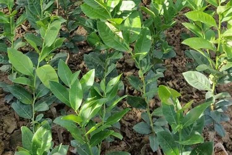 香水柠檬种植 香水柠檬种植方法