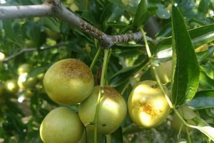 冬枣叶面肥有哪些