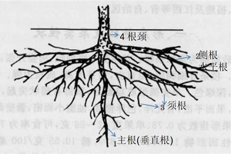 什么肥料是最适合果树、能排第一名的？