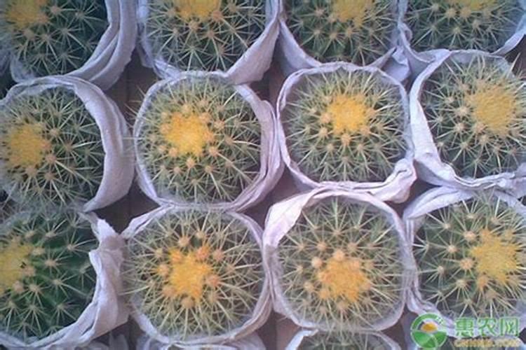 不同种类的花卉如何追肥