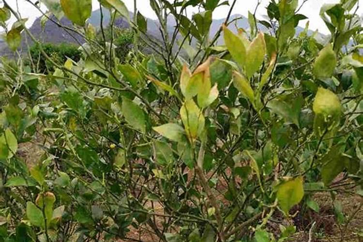 贡柑的种植技巧 贡柑养殖需要注意什么