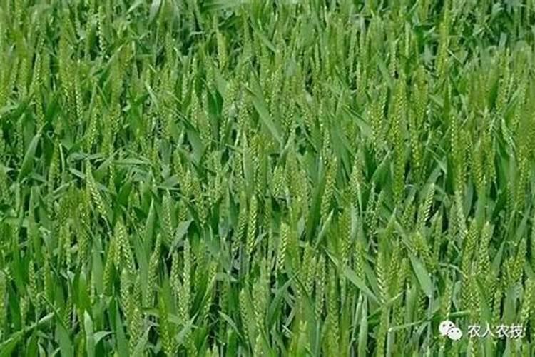 小麦除草剂能和叶面肥混合打吗 什么时候打合适