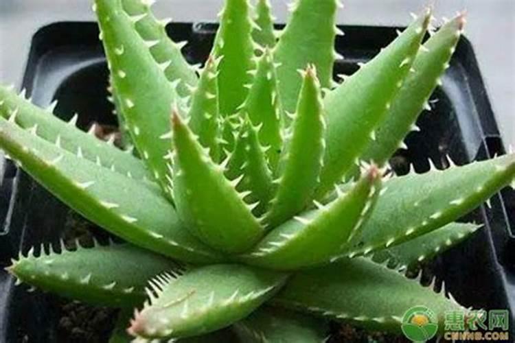 不夜城芦荟怎么养才好需要浇水施肥吗？哪位清楚？