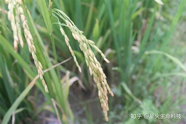 水稻粒肥什么时候施 增施钾肥在什么时间较好稻灌浆期用什么叶面肥可增产...
