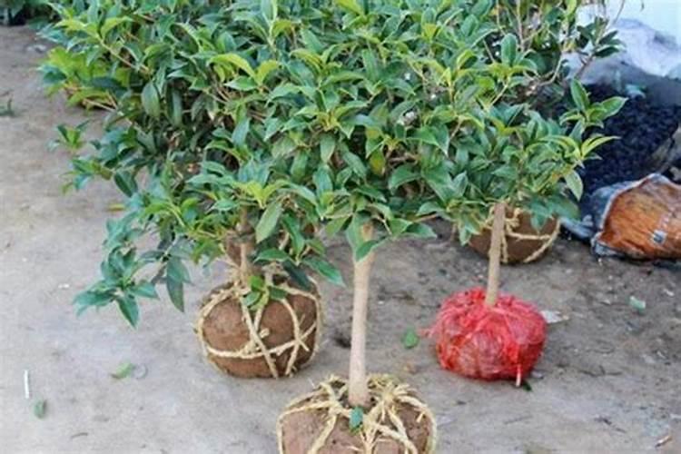 桂花树底肥放什么肥好(底肥施用方法)