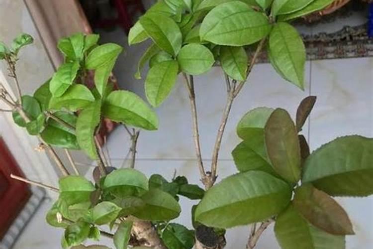 新买的桂花树怎么上盆