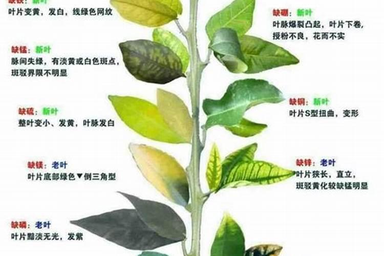 果树膨大期应施什么肥？