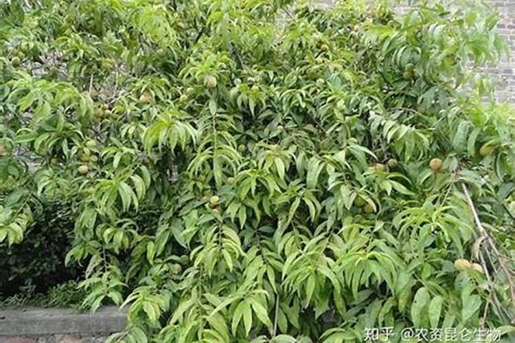桃树的叶面肥有哪些