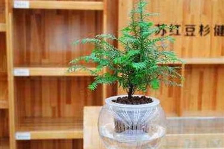 红豆杉如何种植、需要注意什么