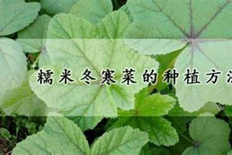 冬寒菜的种植时间注意事项 冬寒菜怎么施肥好